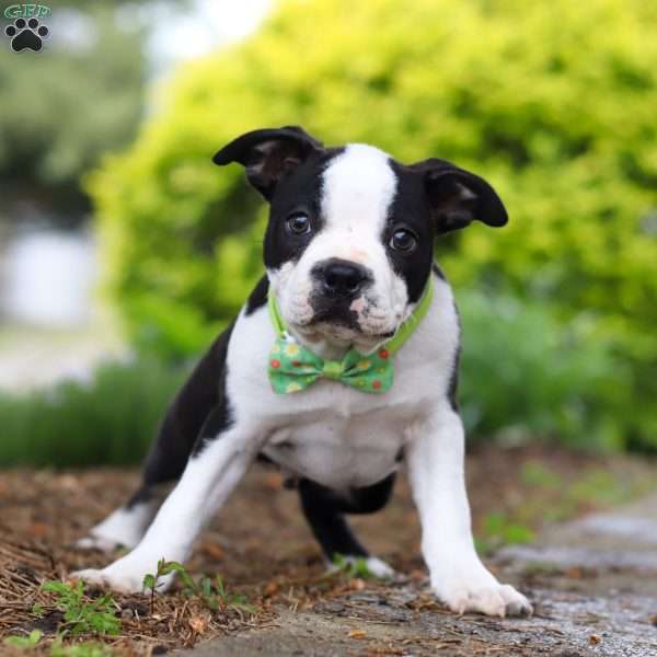 Max, Boston Terrier Puppy