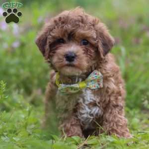 Max, Yorkie Poo Puppy