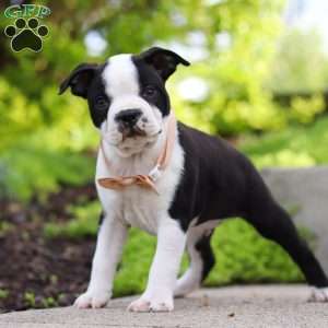 Max, Boston Terrier Puppy