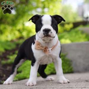 Max, Boston Terrier Puppy