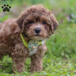 Max, Yorkie Poo Puppy