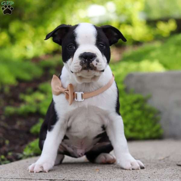 Max, Boston Terrier Puppy