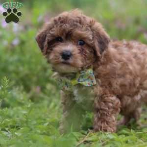 Max, Yorkie Poo Puppy