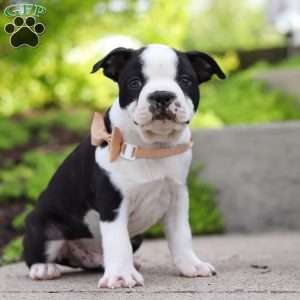 Max, Boston Terrier Puppy