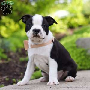 Max, Boston Terrier Puppy