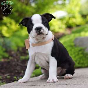 Max, Boston Terrier Puppy