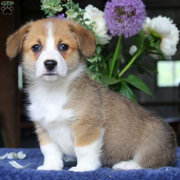 Max, Pembroke Welsh Corgi Puppy