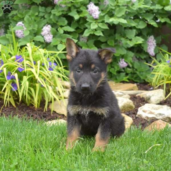 Max, German Shepherd Puppy