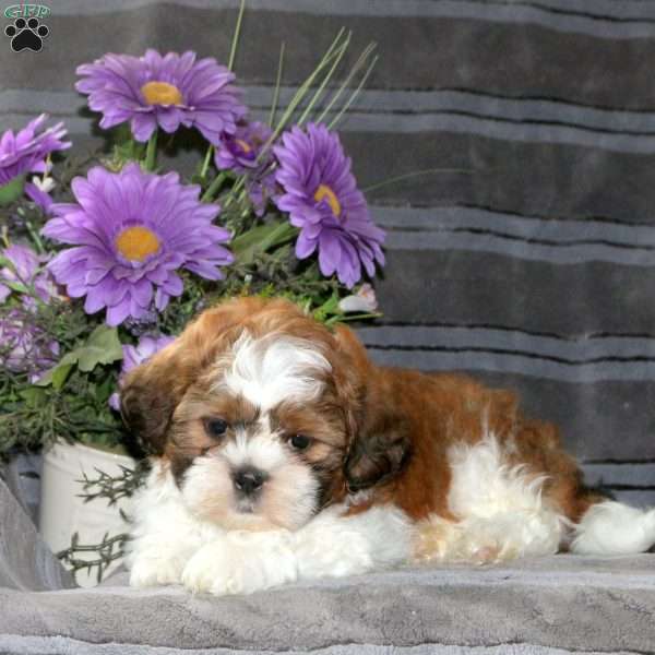 Max, Teddy Bear Puppy