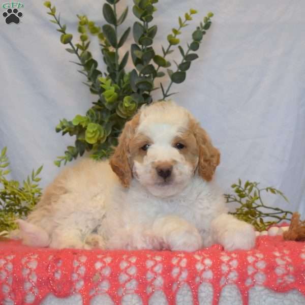 Max, Mini Goldendoodle Puppy