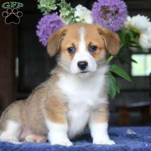 Max, Pembroke Welsh Corgi Puppy
