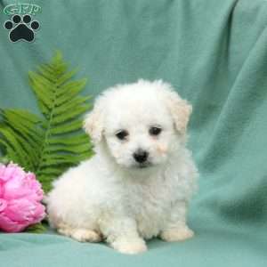 Max, Bichon Frise Puppy