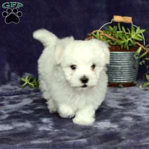 Max, Maltichon Puppy