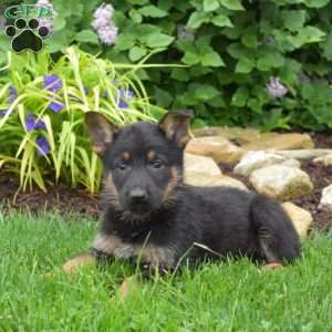 Max, German Shepherd Puppy