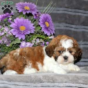 Max, Teddy Bear Puppy