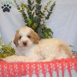 Max, Mini Goldendoodle Puppy