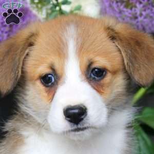 Max, Pembroke Welsh Corgi Puppy