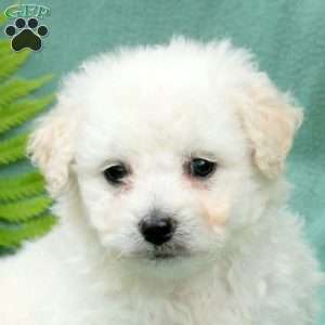 Max, Bichon Frise Puppy