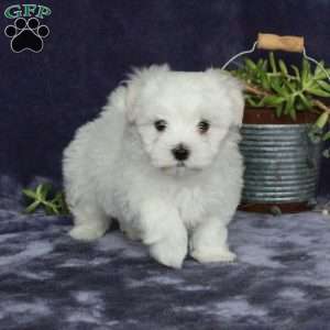 Max, Maltichon Puppy
