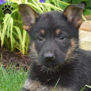 Max, German Shepherd Puppy