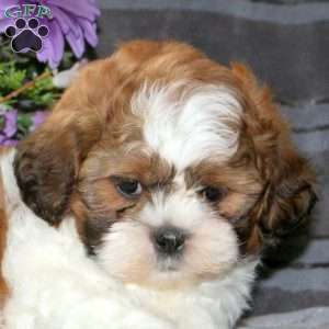Max, Teddy Bear Puppy