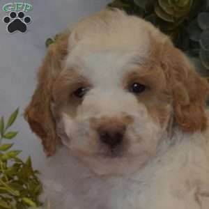 Max, Mini Goldendoodle Puppy