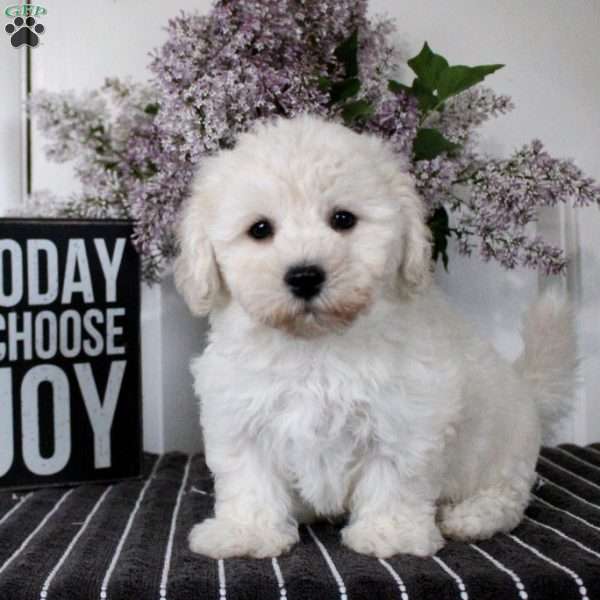Max, Bichon Frise Puppy