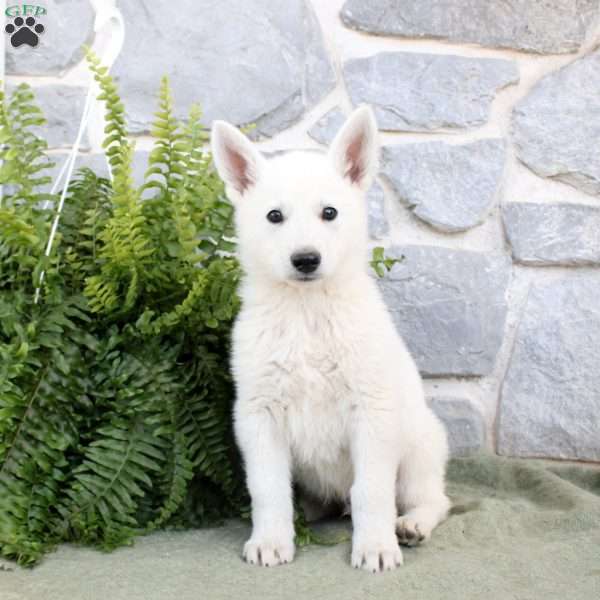 Max, German Shepherd Puppy