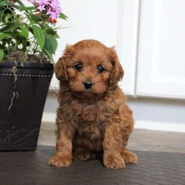 Max, Cavalier King Charles Mix Puppy