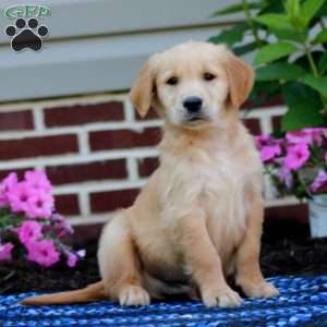 Max, Golden Retriever Puppy