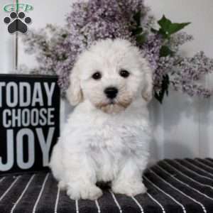 Max, Bichon Frise Puppy