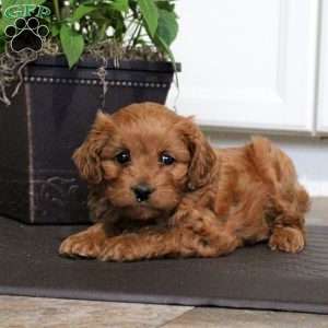 Max, Cavalier King Charles Mix Puppy