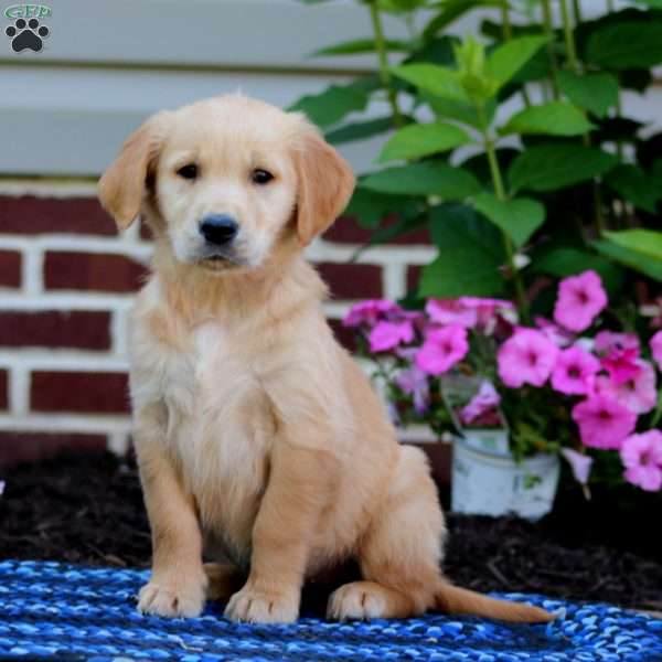 Max, Golden Retriever Puppy