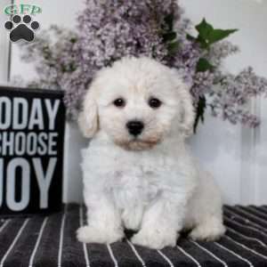 Max, Bichon Frise Puppy