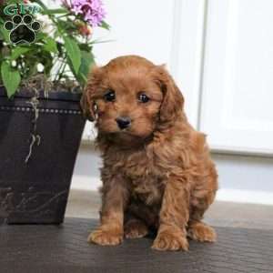 Max, Cavalier King Charles Mix Puppy