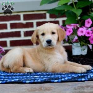 Max, Golden Retriever Puppy