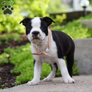 Max, Boston Terrier Puppy