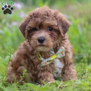 Max, Yorkie Poo Puppy