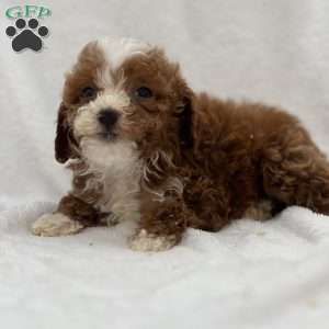 Maxine, Mini Goldendoodle Puppy