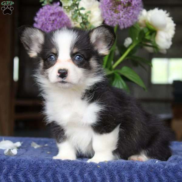 Maya, Pembroke Welsh Corgi Puppy
