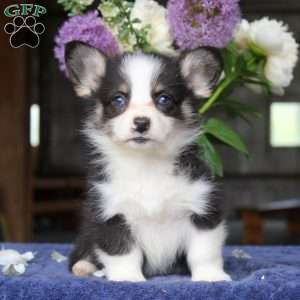 Maya, Pembroke Welsh Corgi Puppy