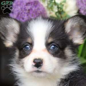 Maya, Pembroke Welsh Corgi Puppy