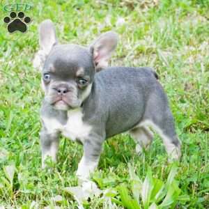 Maybel, French Bulldog Puppy