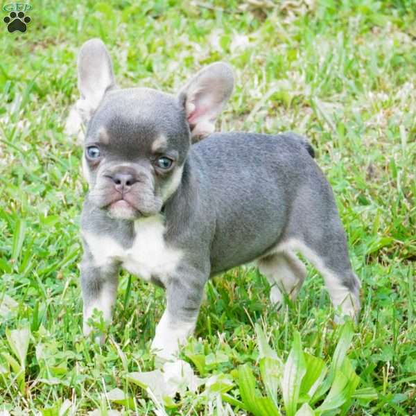 Maybel, French Bulldog Puppy