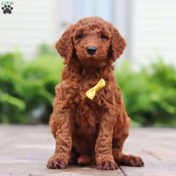 Mclutosh, Goldendoodle Puppy