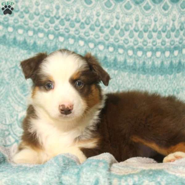 Megan, Australian Shepherd Puppy