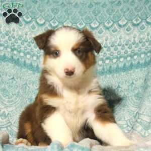 Megan, Australian Shepherd Puppy