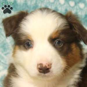 Megan, Australian Shepherd Puppy