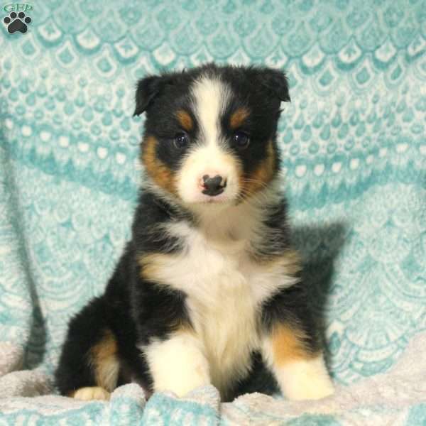 Mel, Australian Shepherd Puppy