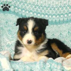 Mel, Australian Shepherd Puppy